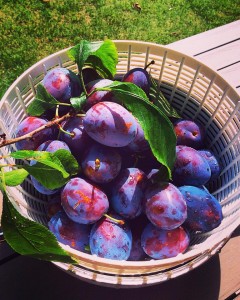 fresh_garden_plums